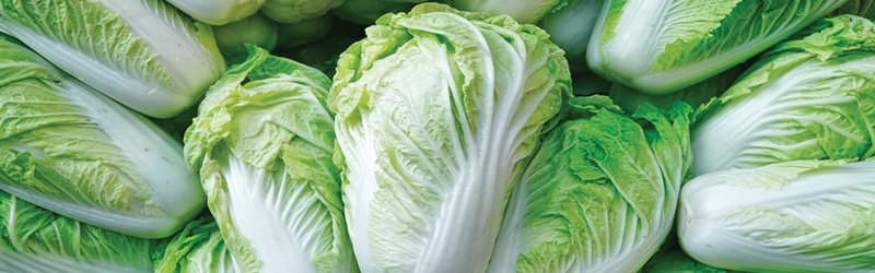 Napa Cabbage