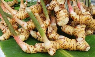 fresh-galangal Thai ginger