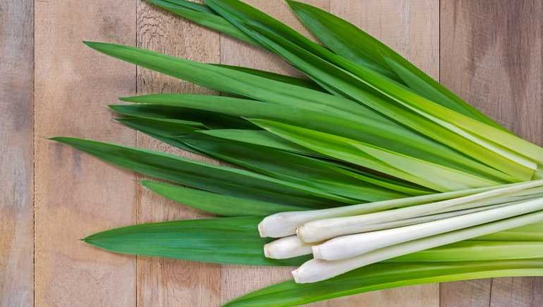 fresh lemongrass image