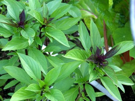 thai basil leaves image