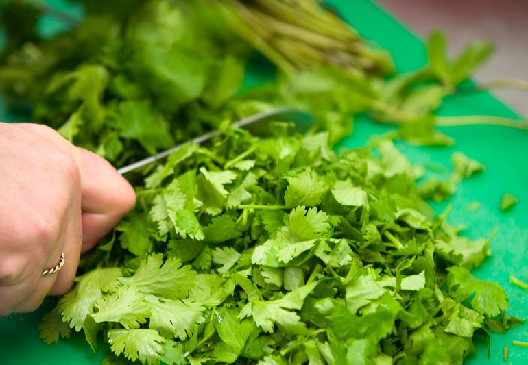 cilantro image